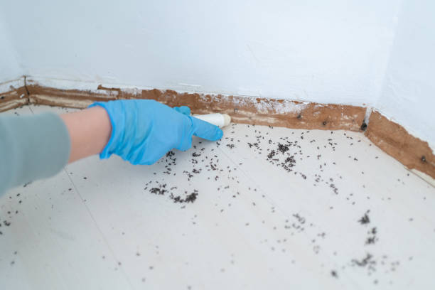 Best Pest Control for Businesses  in Bellflower, CA